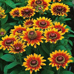 Black - eyed Susan flower Rudbeckia hirta seeds for planting in sunny flower beds and cottage gardens - Dharaseeds