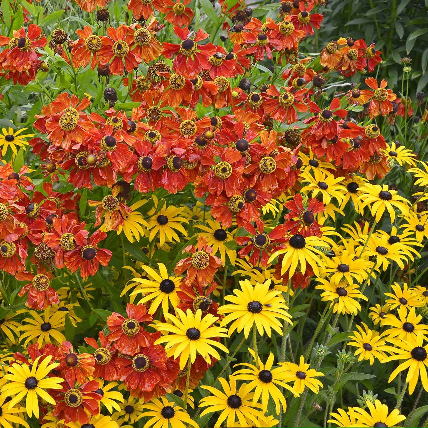 Black Eyed Susan & Helenium Moerheim Beauty Bulbs Collection