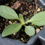 Black Eyed Susan Rudbeckia Flower Seeds – Classic Golden Blooms for Pollinator Gardens - Dharaseeds