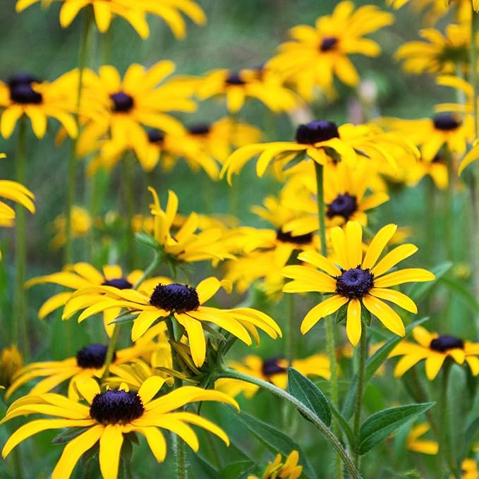 Black Eyed Susan Rudbeckia Flower Seeds – Classic Golden Blooms for Pollinator Gardens - Dharaseeds