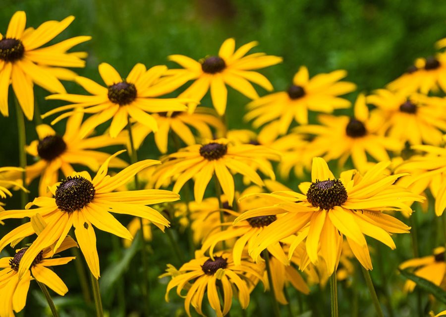 Susan Rudbeckia Hirta Black Eyed Flower Seeds for Planting