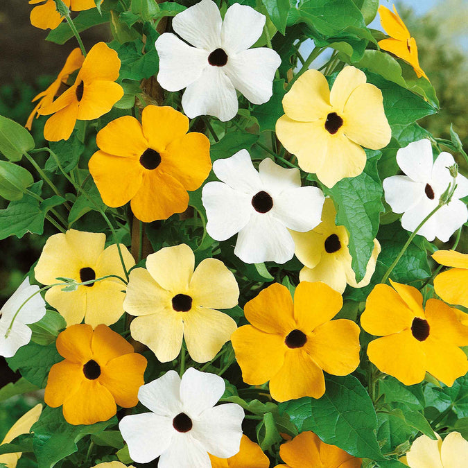 flowers high quality flower seeds for growing vibrant and colorful blooms in home gardens and landscapes organic flowers premium organic flower seeds for sustainable gardening and beautiful blossoms suitable for all climates