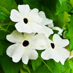 Black Eyed Susan vine seeds – Thunbergia Susie Mix in mixed bright shades - Dharaseeds