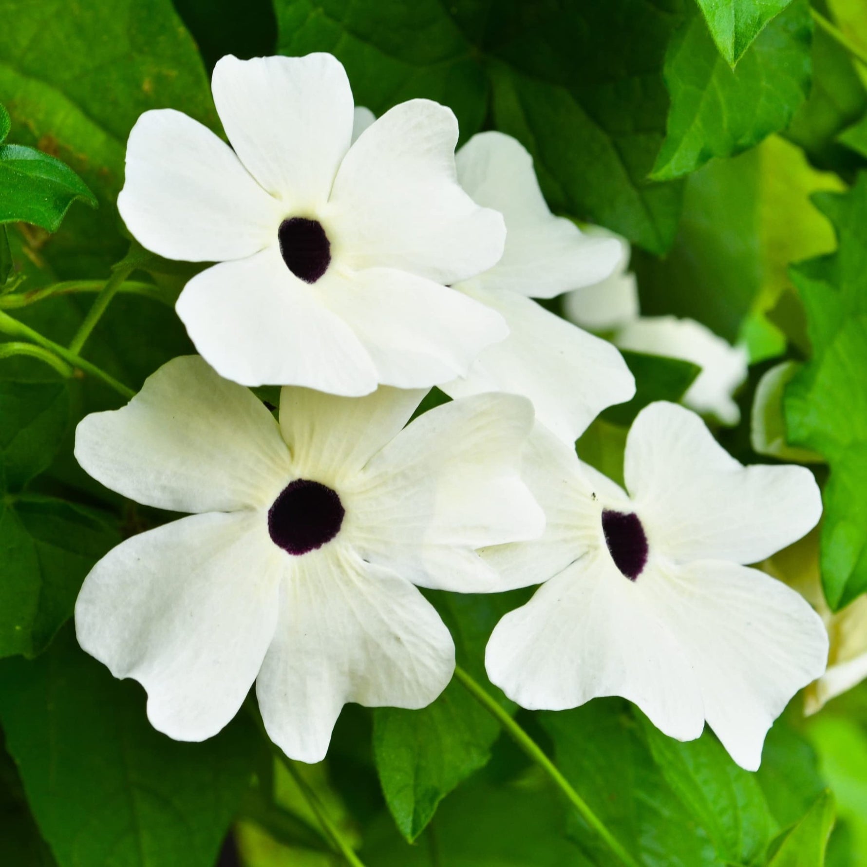 Black Eyed Susan vine seeds – Thunbergia Susie Mix in mixed bright shades - Dharaseeds