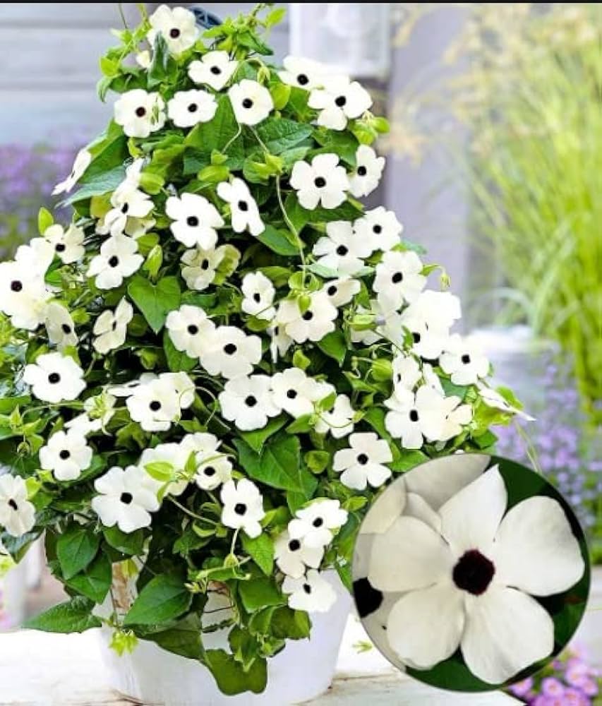 Black Eyed Susan vine seeds – Thunbergia Susie Mix in mixed bright shades - Dharaseeds