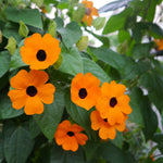 Black Eyed Susan vine seeds – Thunbergia Susie Orange with contrasting eye - Dharaseeds