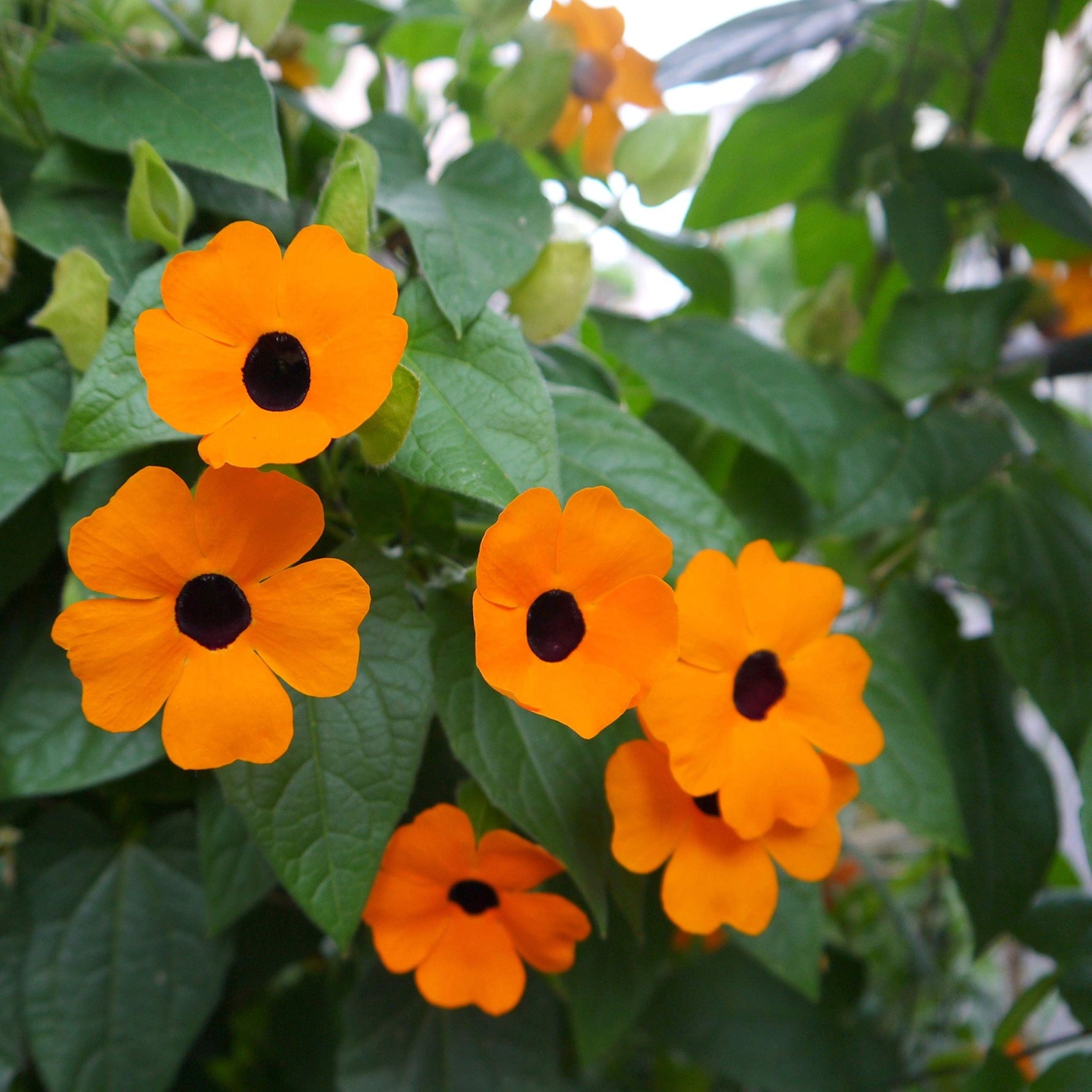 Black Eyed Susan vine seeds – Thunbergia Susie Orange with contrasting eye - Dharaseeds