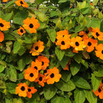 Black Eyed Susan vine seeds – Thunbergia Susie Orange with contrasting eye - Dharaseeds