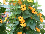Black Eyed Susan vine seeds – Thunbergia Susie Orange with contrasting eye - Dharaseeds