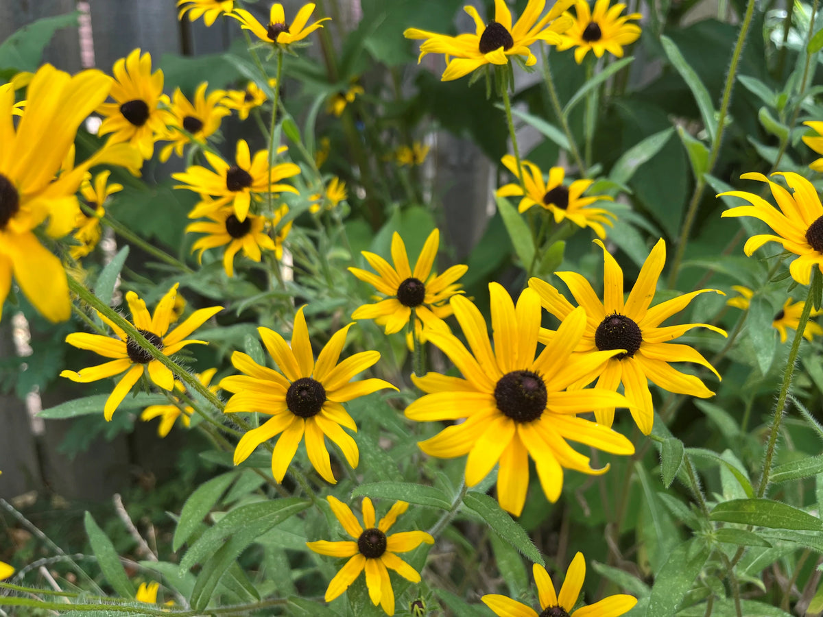 Denver Daisy Rudbeckia Perennial Yellow Flowering Seeds For Planting