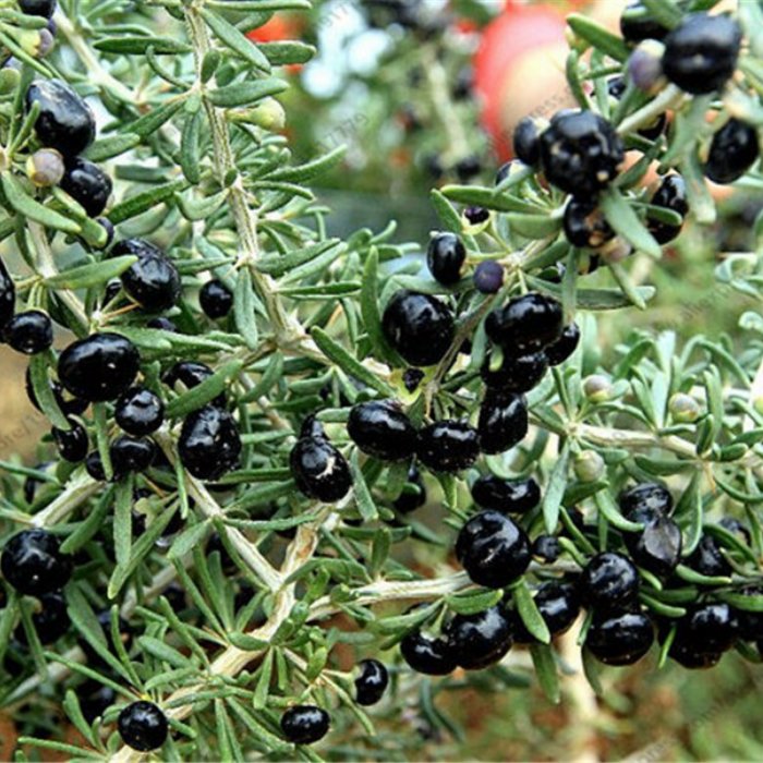 Black Goji Berry seeds Lycium ruthenicum for backyard gardening