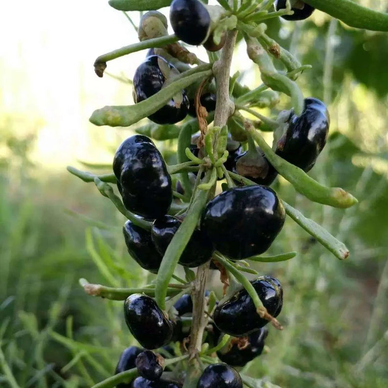Black Goji seeds for planting in outdoor and backyard gardens