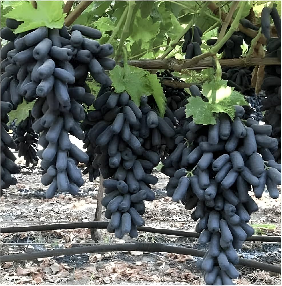Moon Drop grapevine seedlings growing from non-GMO black grape seeds