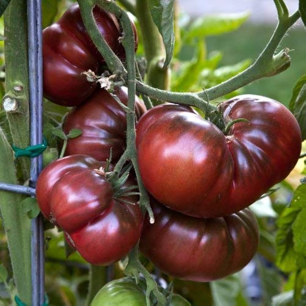 Black Krim tomato seeds for planting home garden