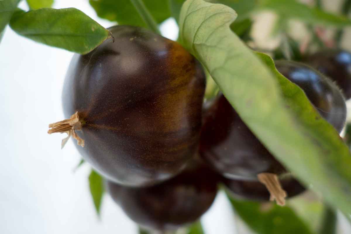 Growing guide for Black Krim tomato seeds