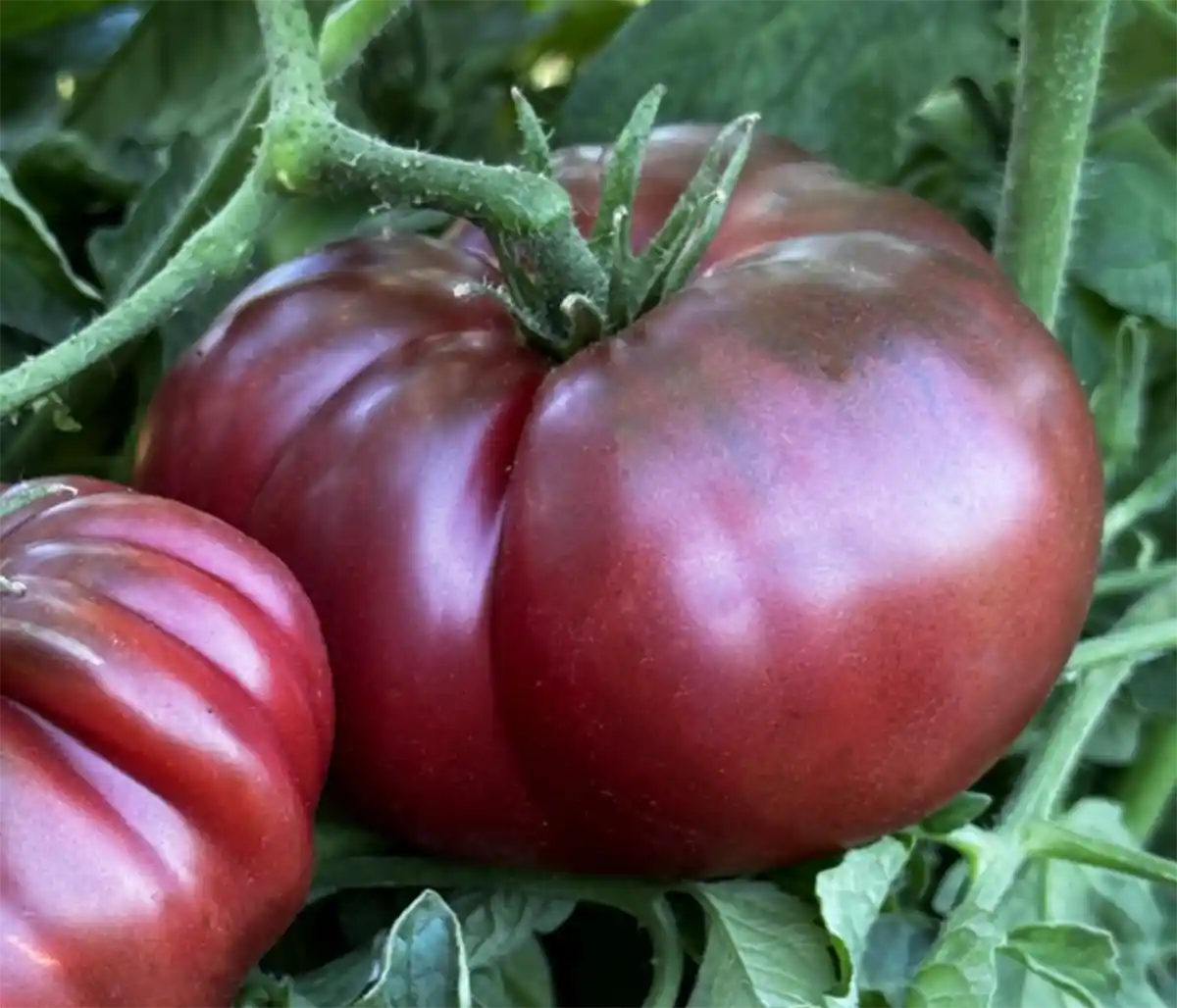 Black Krim tomato seeds high germination quality