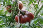 Black Krim tomato plant care from seeds