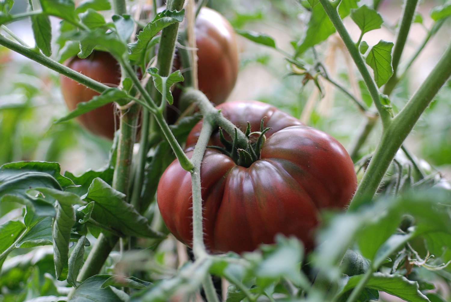 Black Krim tomato plant care from seeds