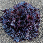 Black Lettuce in Container Garden – Easy to Grow Heirloom Lettuce