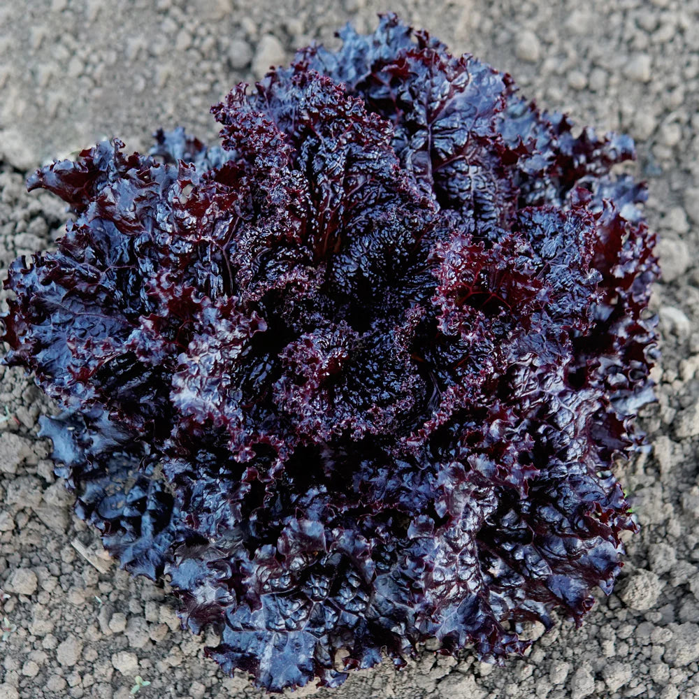Black Lettuce in Container Garden – Easy to Grow Heirloom Lettuce