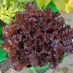 Black Lettuce Growing in Garden – Non-GMO Heirloom Lettuce