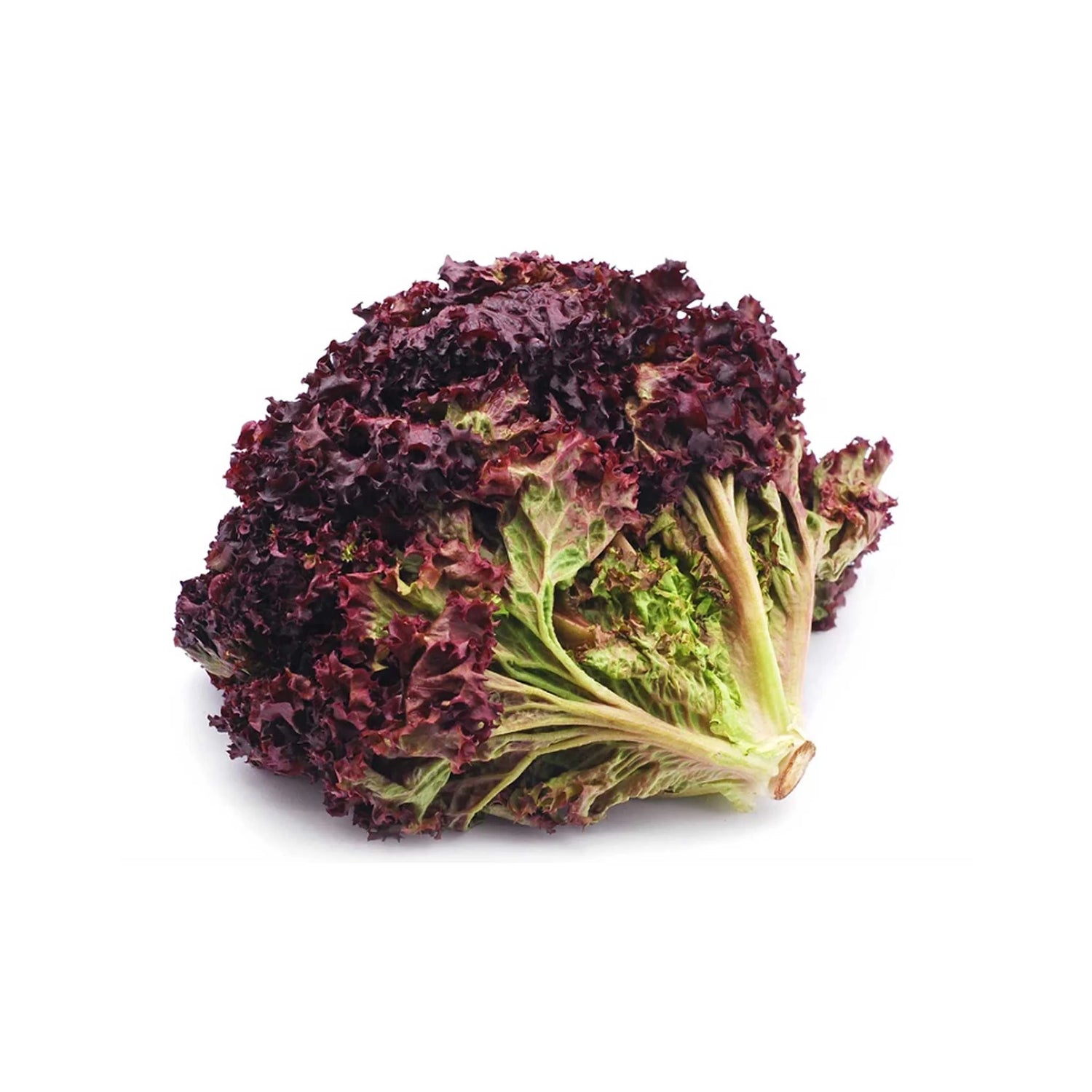Black Lettuce Leaves – Deep Purple Gourmet Salad Lettuce