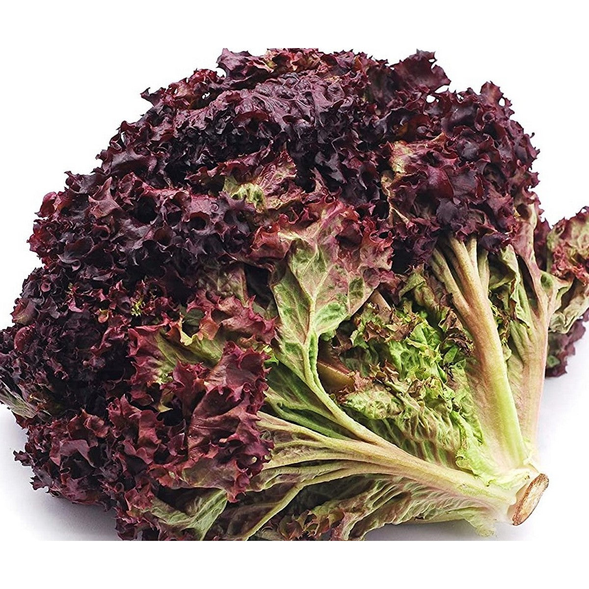 Black Lettuce Seedlings – Early Growth Leafy Greens