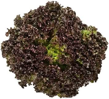 Black Lettuce Seeds for Planting – Heirloom Non-GMO Variety