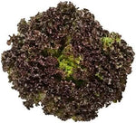 Black Lettuce Seeds for Planting – Heirloom Non-GMO Variety
