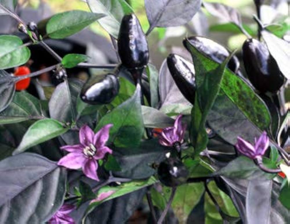 Black pepper Piper nigrum Cobra seeds for planting in tropical backyard gardens or large containers - Dharaseeds