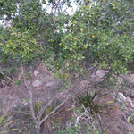 Japanese Black Persimmon seeds suitable for warm climate gardening