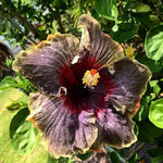 Black Pink Flower Seeds – Unique Blooming Variety - Dharaseeds