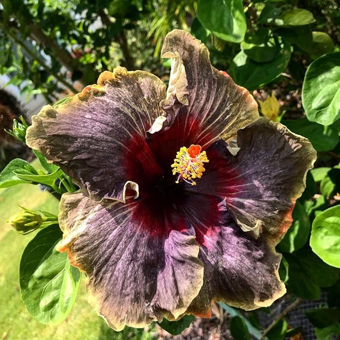 Black Pink Flower Seeds – Unique Blooming Variety - Dharaseeds