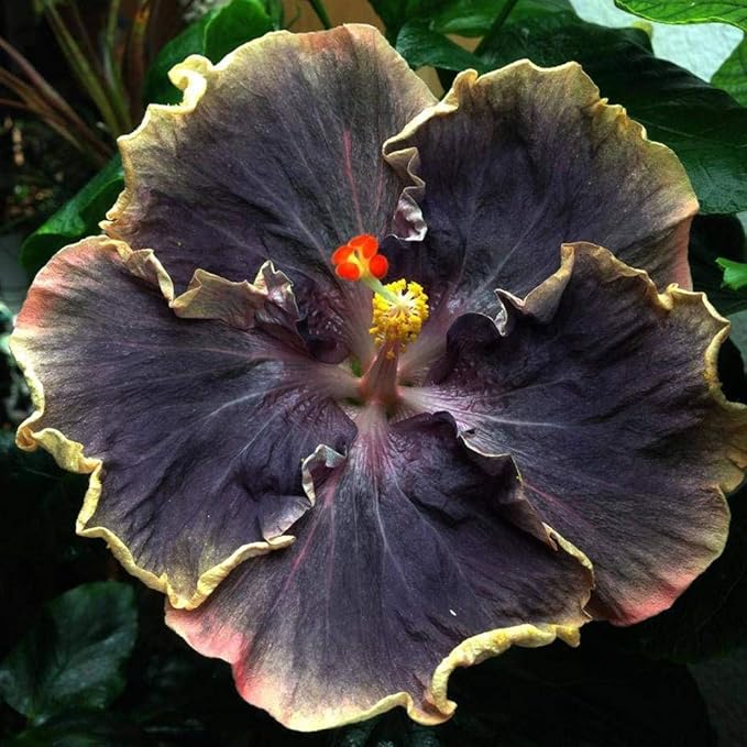 Black Pink Flower Seeds – Unique Blooming Variety - Dharaseeds