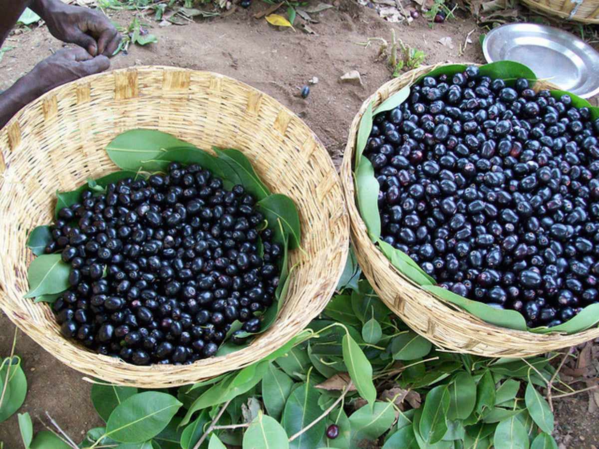 Jambul (Syzygium cumini)