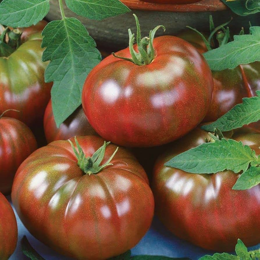 Black prince tomato Solanum lycopersicum seeds for planting in kitchen garden or vertical vegetable beds - Dharaseeds