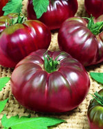 Black prince tomato Solanum lycopersicum seeds for planting in kitchen garden or vertical vegetable beds - Dharaseeds