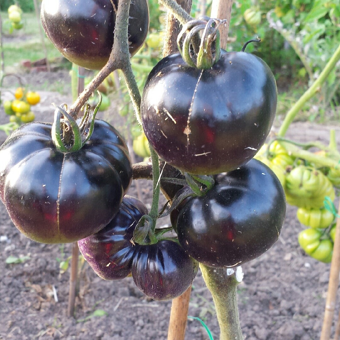 Black Russian tomato seeds ideal for outdoor growing