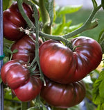 Black Russian tomato seeds heirloom beefsteak variety for planting