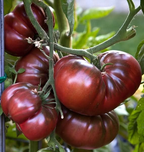 Black Russian tomato seeds heirloom beefsteak variety for planting