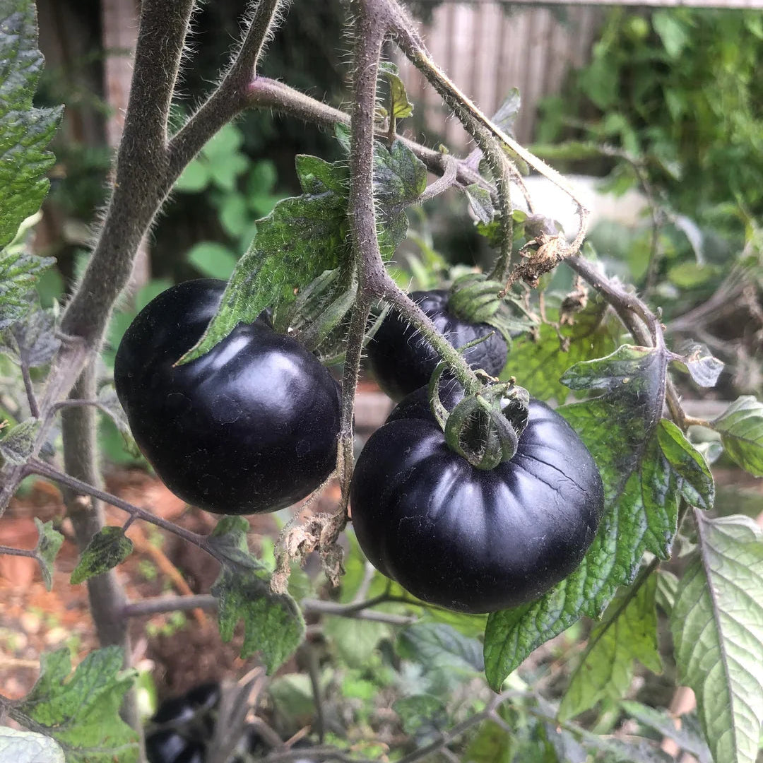 High yield Black Russian tomato seeds for gardeners