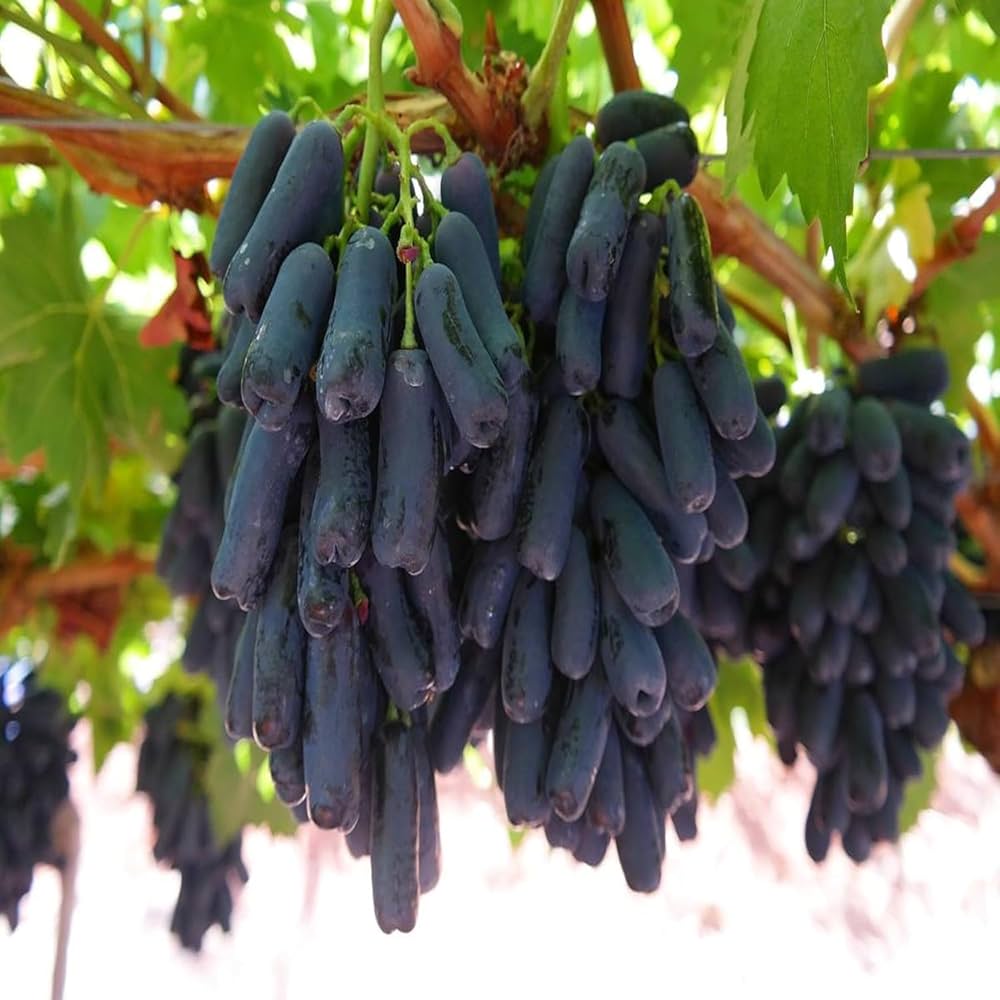 Black seedless grape seeds for home and vineyard planting