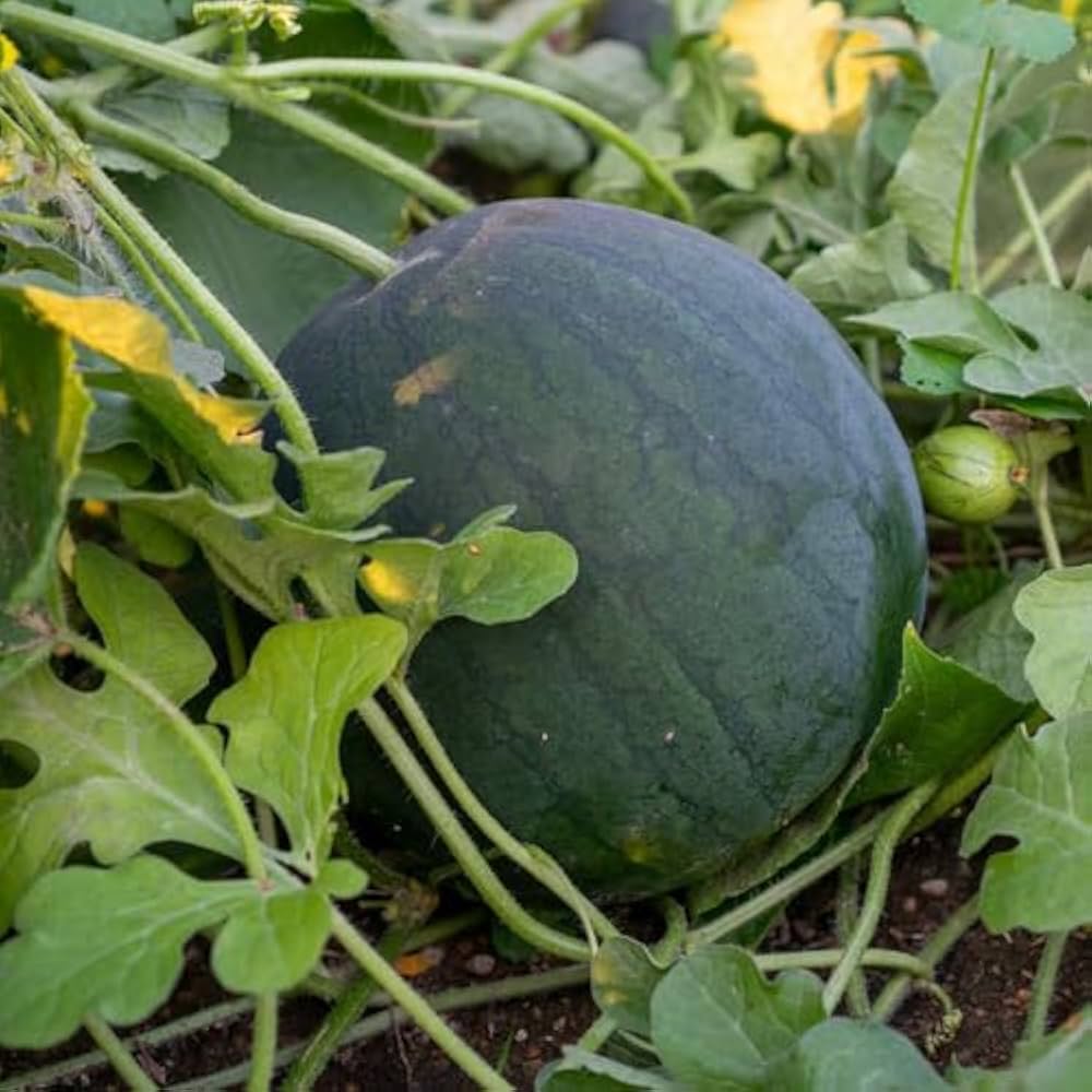 Black seedless watermelon seeds high germination for sowing