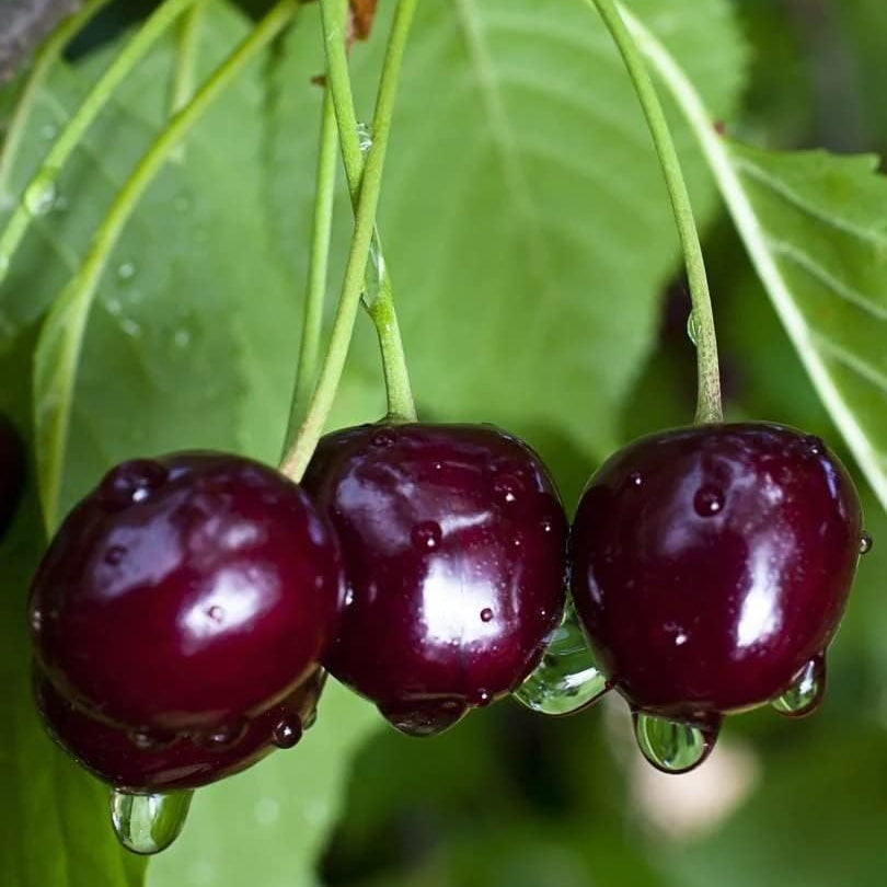 Black Tartarian cherry premium quality seeds