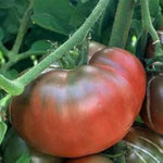 Black Tomato ‘Krim’ seeds – heirloom Lycopersicon with deep flavor - Dharaseeds