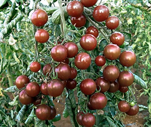 Black Tomato Seeds – Rare Variety with Dark Skinned Fruits - Dharaseeds