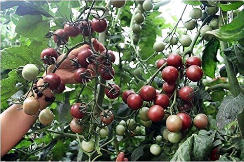 Black Tomato Seeds – Rare Variety with Dark Skinned Fruits - Dharaseeds
