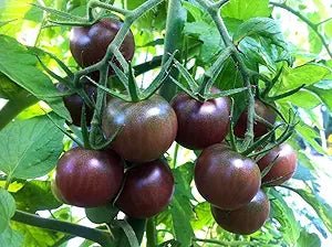 Black Tomato Seeds – Rare Variety with Dark Skinned Fruits - Dharaseeds