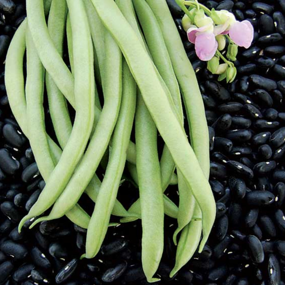 BEAN SEED, BLACK VALENTINE,HEIRLOOM, SEEDS, NON GMO, BEANS, Non-GMO