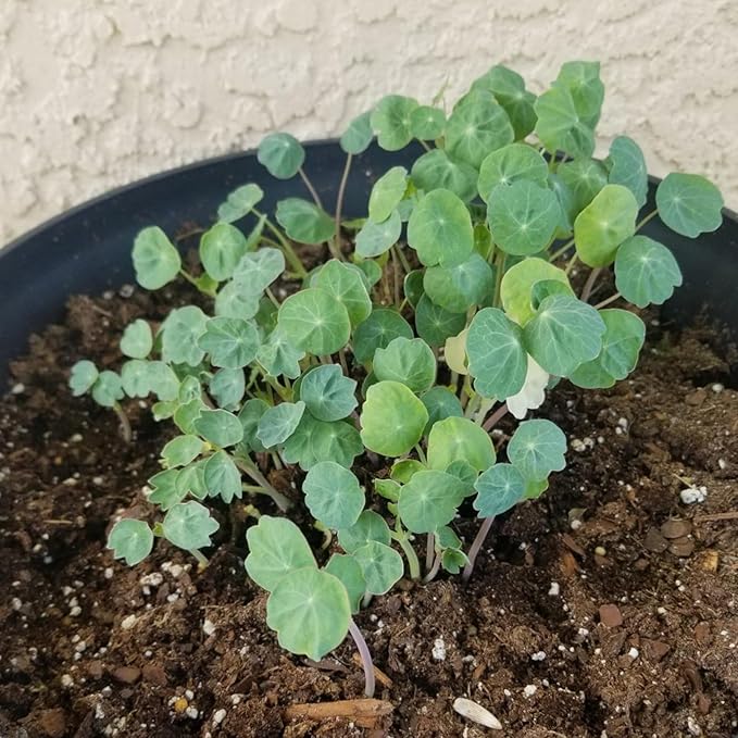 Black Velvet Nasturtium Tropaeolum majus flower seeds for planting in kitchen garden borders - Dharaseeds
